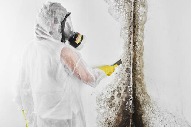 Best Mold Testing and Inspection Services in Enid, OK