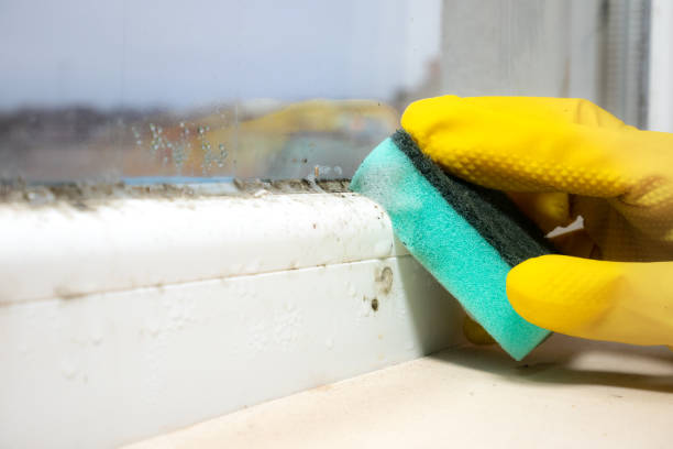 Best Bathroom Mold Remediation in Enid, OK