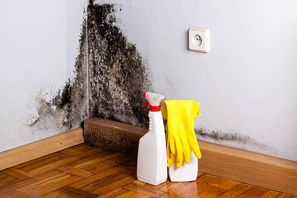 Best Residential Mold Remediation in Enid, OK