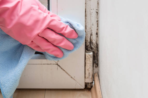 Best Emergency Mold Remediation in Enid, OK